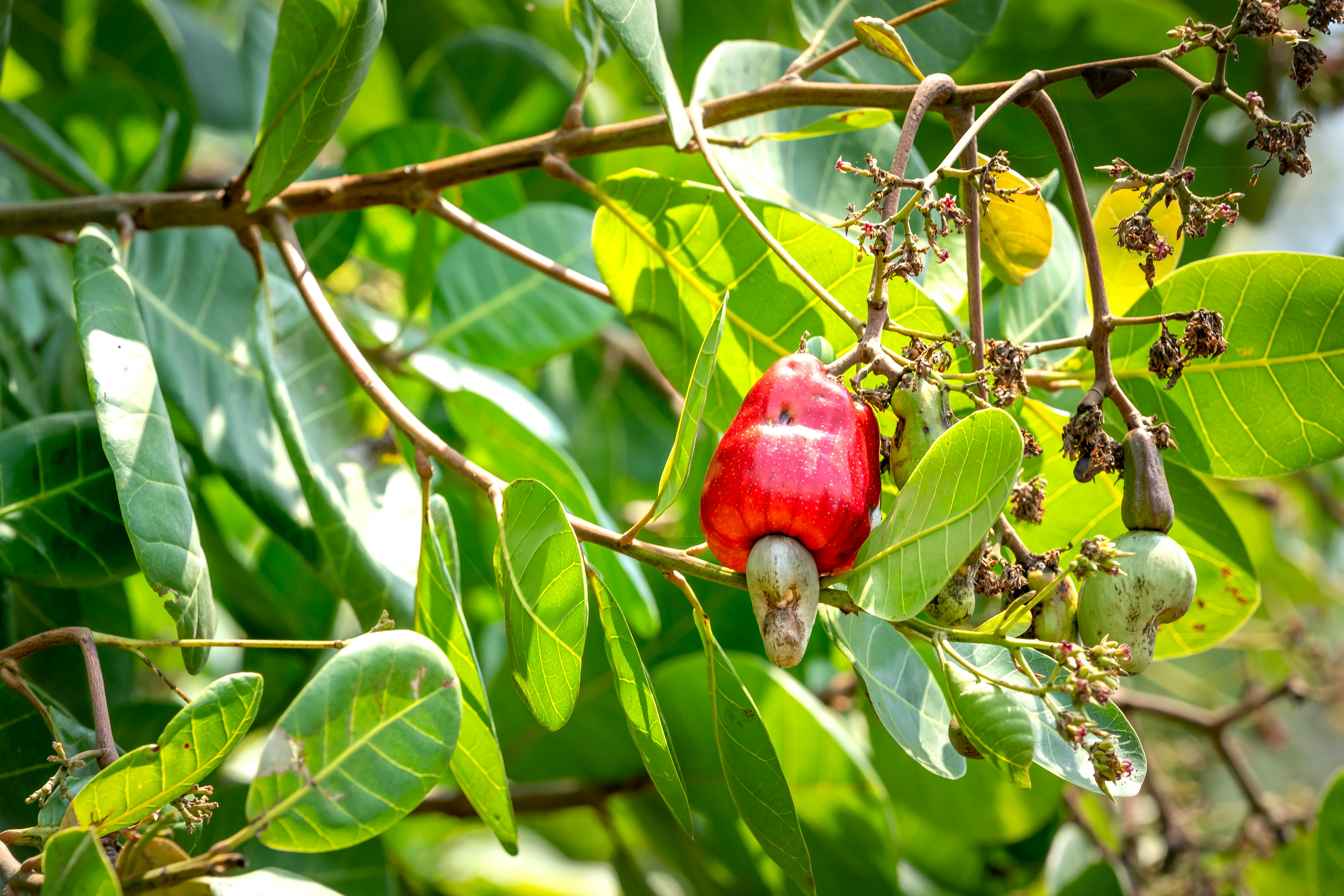 Cashew tree